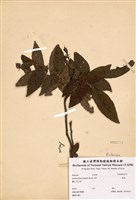 藏品(崖椒)的圖片